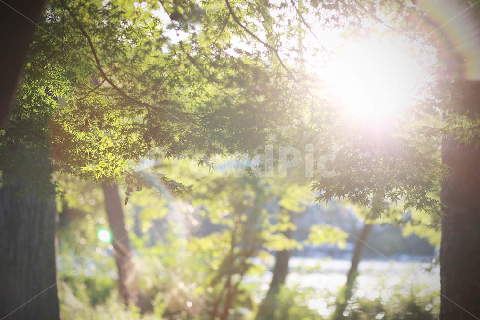 햇살,숲,빛,휴식,나무그늘,다풍,자연,풍경,nature,landscape,휴식,힐링,rest,relaxation,healing,flare,플레어,light,sunlight,햇빛,tree,나무,plant,식물