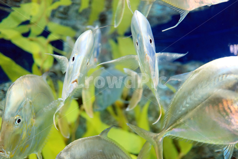 물고기,생선,바다,아쿠아리움,수족관,어류,수중,fish,동물,animal,어류,물고기,fish