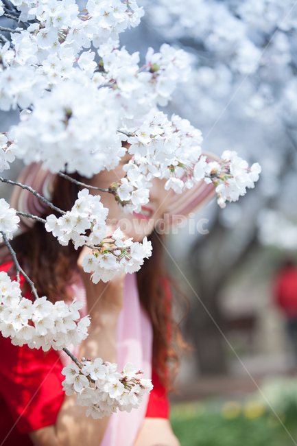 벚꽃,plant,식물,blossom,꽃,flower,사람