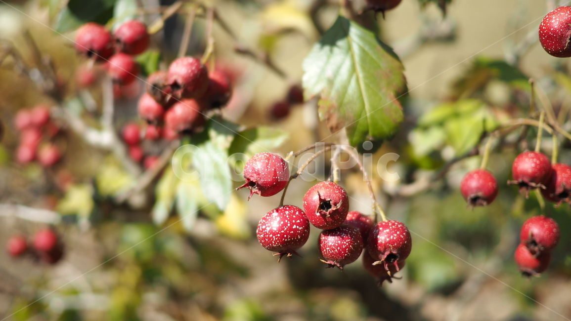 열매,나뭇잎,식물,fruit,leaf,plant,빨간색열매,redberries,식물,자연,plants,nature