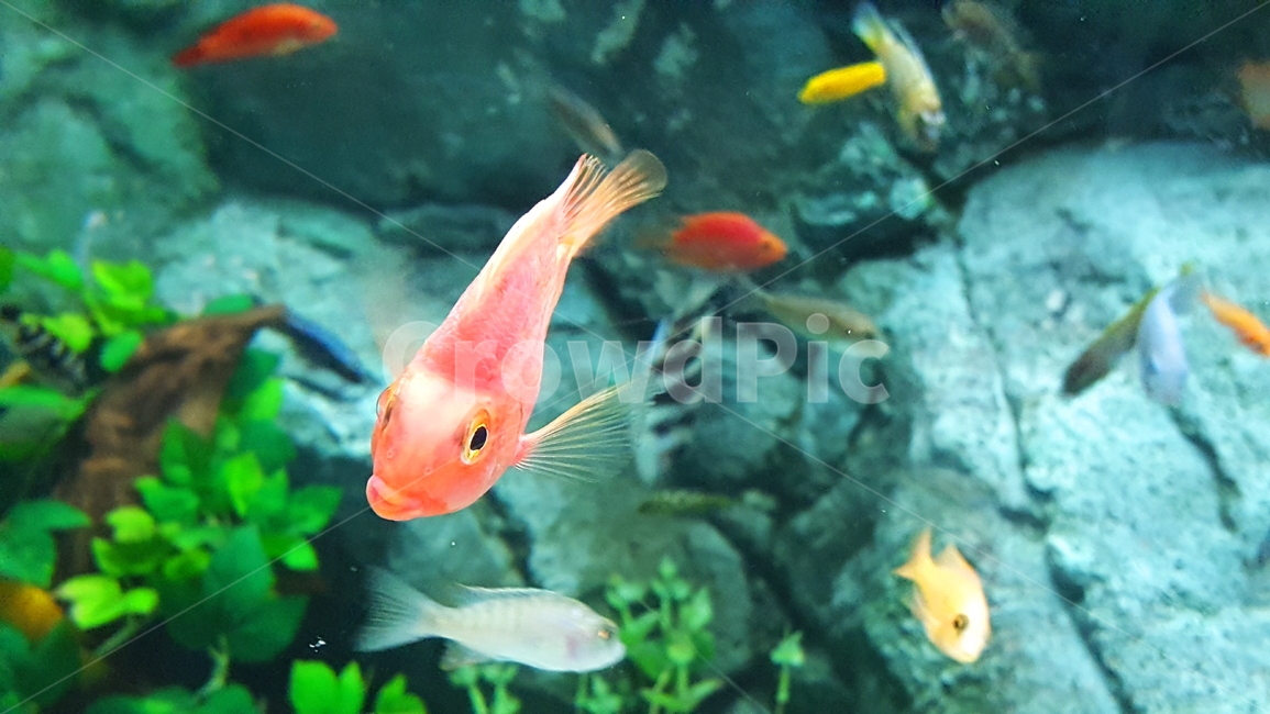 물고기,혈앵무,동물,척삭동물,아쿠아리움,동물,animal,어류,물고기,fish,색깔,색상,색채,색감,color sense,color sensitivity,feeling of color