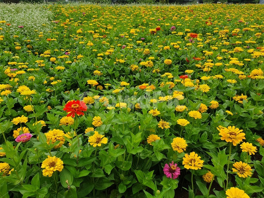 백일홍,꽃밭,꽃,오산꽃단지,자연,식물,자연,plants,nature,꽃,flower