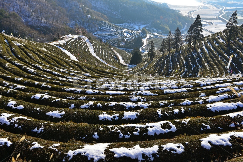 전남,보성,봇재다원,겨울,설경,패턴,나무,nature,자연,mountainrange,산맥,outdoors,mountain,산,녹차밭,겨울,계절,winter,season,자연,풍경,nature,landscape,한국자연풍경,한국자연경관,korea nature landscape