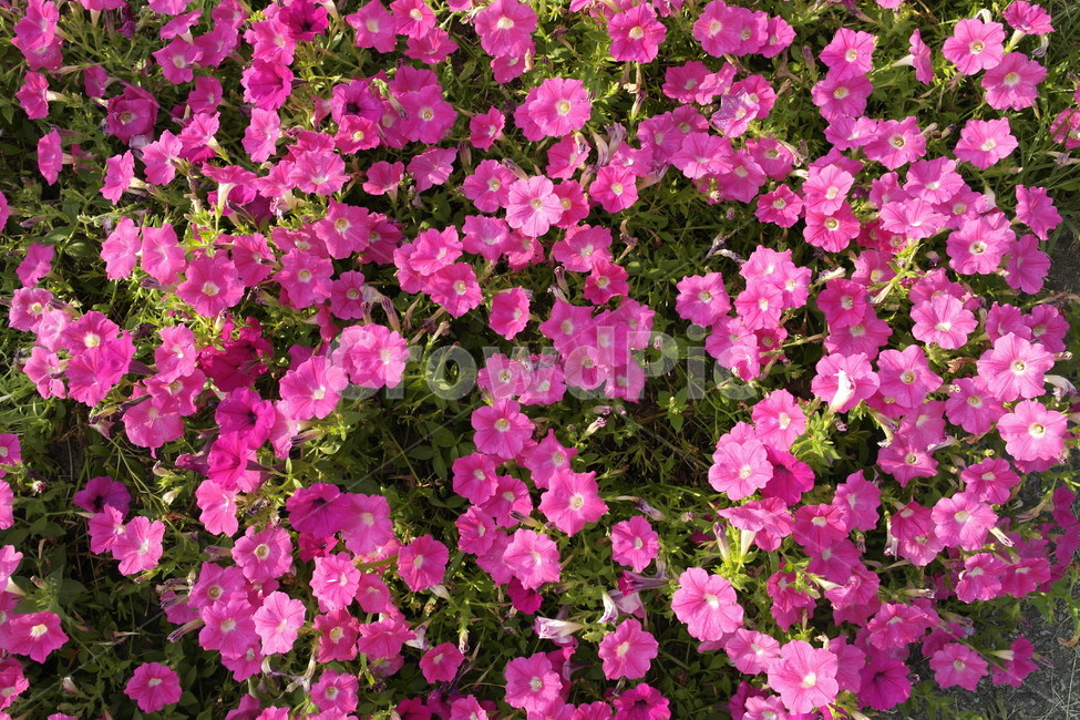 꽃,봄,핑크,핑크색꽃,초록잎,식물,자연,plants,nature,꽃,flower