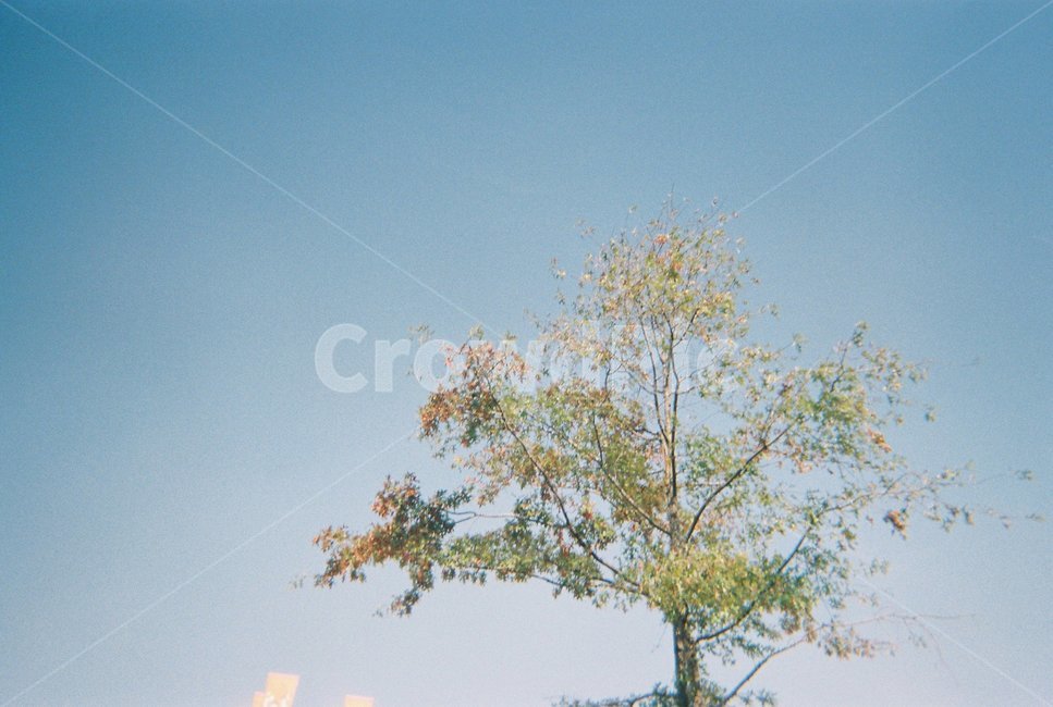 서울,seoul,한강,여의도공원,한강공원,식물,자연,plants,nature,나무,trees,wood