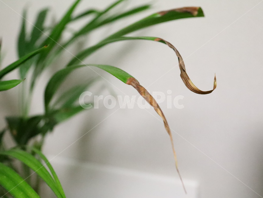 plant,식물,화초,초록,녹색,아레카아쟈,테이블야자,실내,자연,plants,nature,식물,자연,plants,nature
