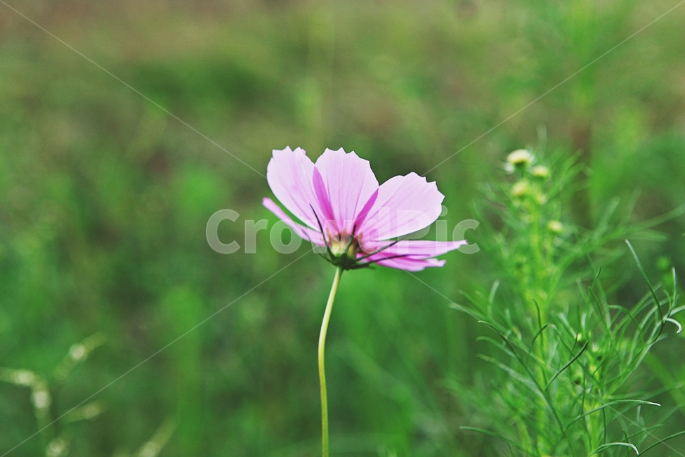 코스모스,꽃,꽃잎,들꽃,식물,가을꽃,가을,공원,자연,식물,자연,plants,nature,꽃,flower