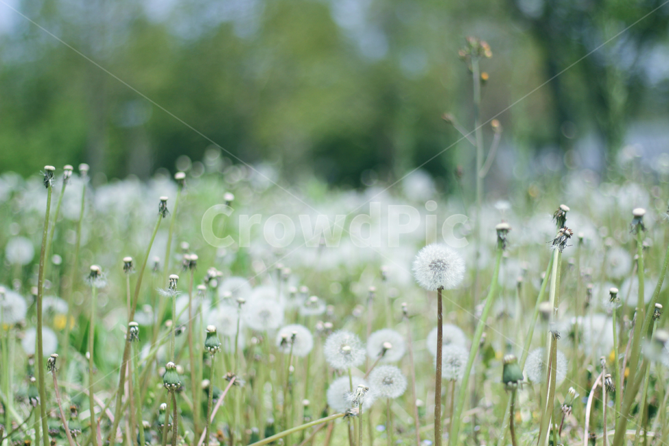꽃,봄,민들레,풍경,색감,초록,감성,식물,자연,plants,nature,꽃,flower,감성,sensible,feeling