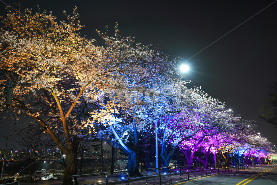 여의도,윤중로,벚꽃축제,벚꽃길,벚꽃,CherryBlossom,야경,야화,nightview,natural,landscape,식물,봄,배경,자연,서울벚꽃,서울명소,힐링,spring,하얀꽃,splendor,화사,flowers,나무,trees,wood,축제,봄,계절,spring,season,야경,밤,풍경,nightscape,night,landscape,도시,city,한국도시풍경,한국도시경관,korea cityscape