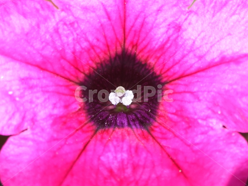 식물,꽃,꽃잎,flower,여름식물,식물,자연,plants,nature,꽃,flower
