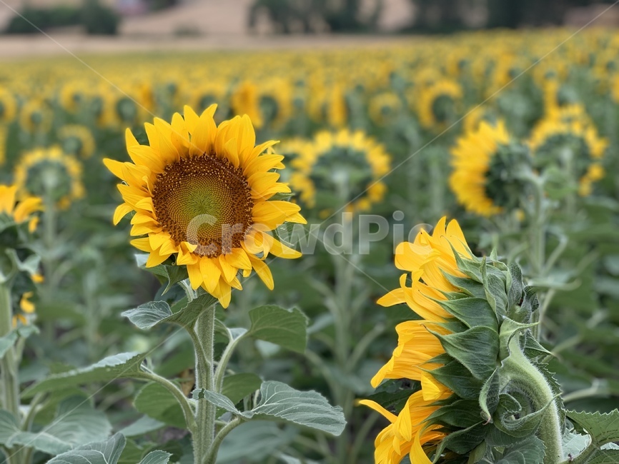 해바라기,꽃,여름,계절,자연,flower,summer,season,nature,yellow,plants