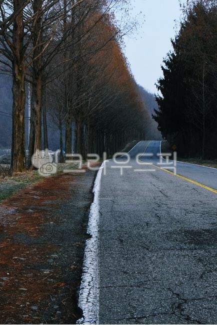 trail,Drive course,sand ash,road name,tree,metasequoia