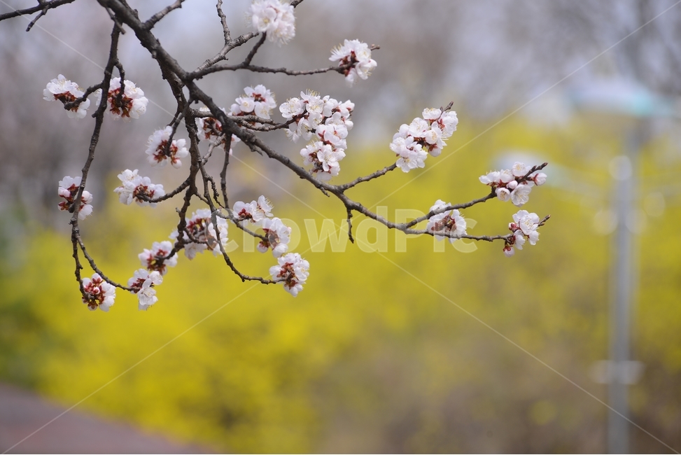 자연,nature,봄,꽃,봄꽃,매화,흰색,접사,근접촬영,봄,계절,spring,season,식물,자연,plants,nature,꽃,flower,plant