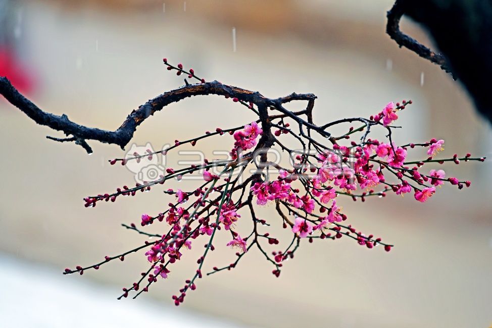 plant,식물,꽃,양산통도사자장매,통도사자장매,통도사홍매화,자장매화,홍매화,우중매화,우중매,봄,계절