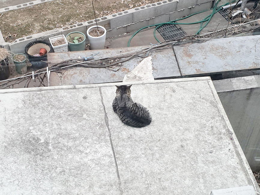 고양이,길고양이,길냥이,동물,검은고양이,cat