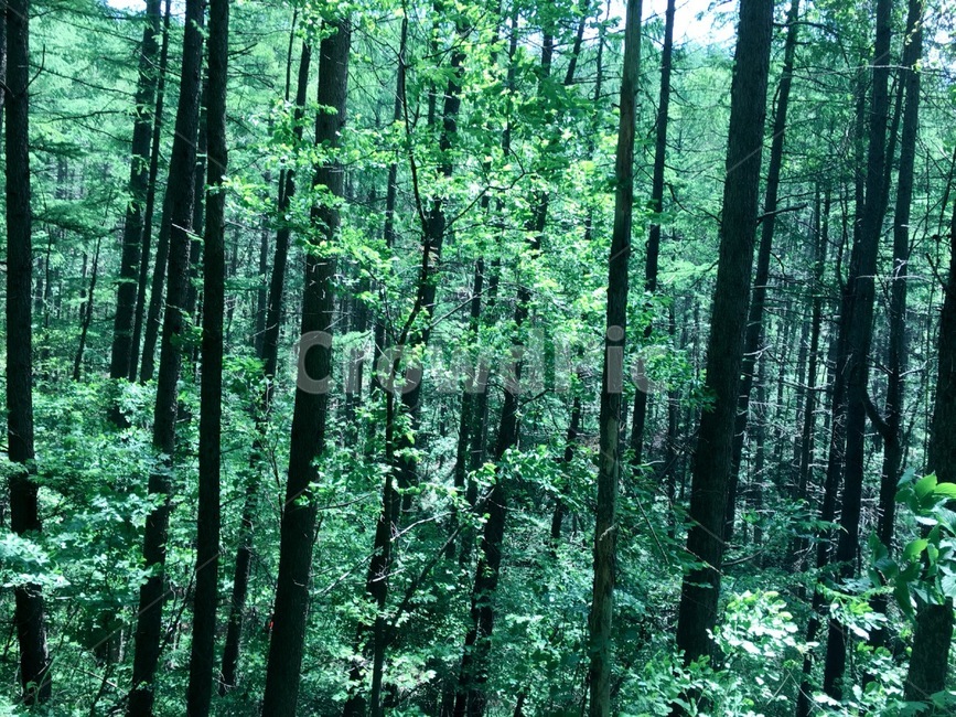 산,나무,초록,등산,풍경,나뭇잎,자연,풍경,nature,landscape,vegetation,초목,plant,식물,tree,forest,숲,woodland,삼림지,outdoors,옥외,land,땅,rainforest,열대 우림