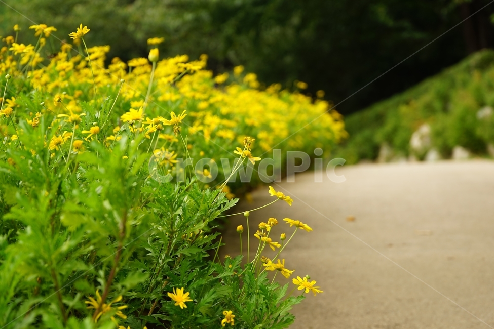 가물레피시스,원예,노란꽃,가물렛,국화과,compositae,euryops,gamolepis,yellow,garden,road,식물,자연,plants,nature,꽃,flower