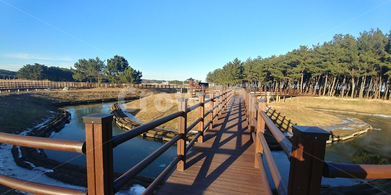 나무다리,산책로,소나무숲,맑은날,숲길,자연,풍경,nature,landscape,handrail,난간,banister,railing