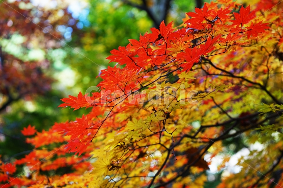 화담숲,단풍,가을단풍,가을,단풍나무,단풍잎,낙옆,가을,계절,fall,autumn,season,plant,식물,leaf,잎,tree,나무