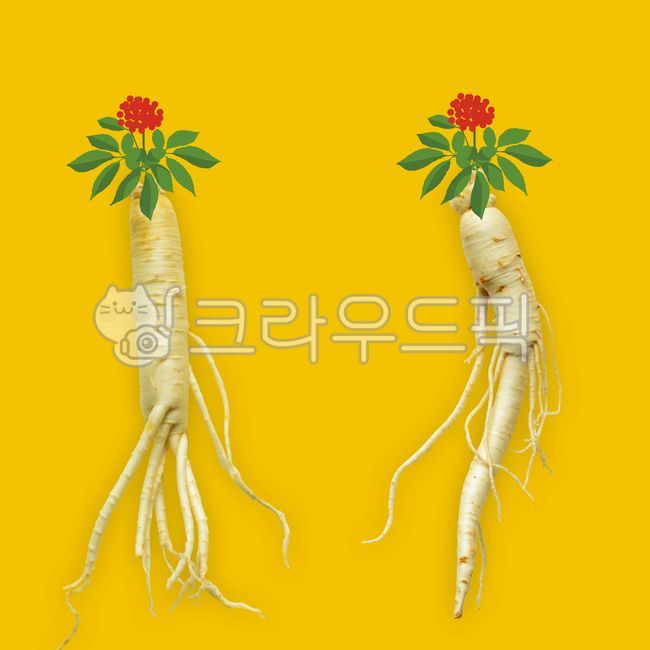 인삼, 수삼, 한약재, 뿌리, 약초, 사진,이미지,일러스트,캘리그라피 - 숲속향기작가