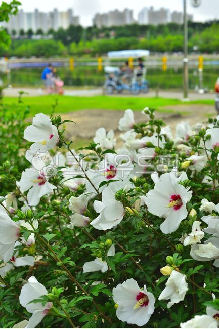 무궁화,무궁화꽃,우리꽃,꽃,나무꽃,flower,blossom,식물,여름꽃,분홍색꽃,핑크색꽃,배경,바탕,백그라운드,야외,옥외,아욱과,낙엽관목,근화,나라꽃,국화,자전거,유산소운동,person,사람,human,plant,인간,흰색무궁화,호숫가