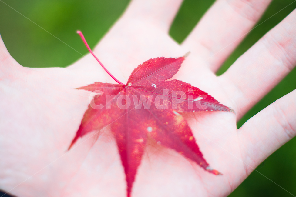 단풍,단풍잎,식물,빨강,손,손바닥,maple,leaf,plant,red,hand,가을,계절,fall,autumn,season,잎,tree,나무