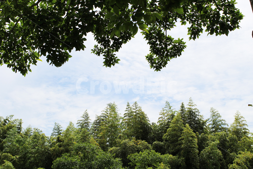 나무,식물,자연,하늘,tree,plant,nature,sky,자연,풍경,nature,landscape