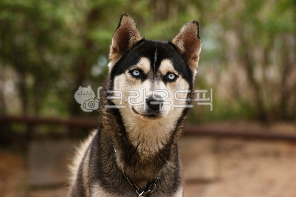 허스키,시베리안허스키,말라뮤트,순종,품종,강아지,개,포유류,반려견,애완견,애완동물,동물,귀여운,흰색,반려동물,털,husky,siberianhusky,doggy,dog,mammal,pet,animal,cute,fur,puppy