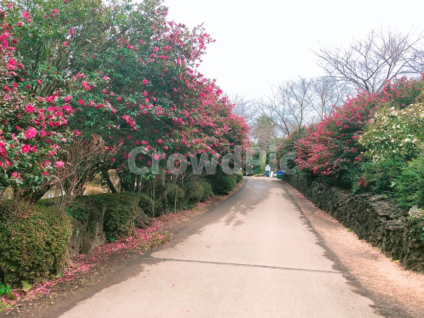 동백꽃,겨울꽃,풍경,자연물,꽃,식물,자연,plants,nature,꽃,flower