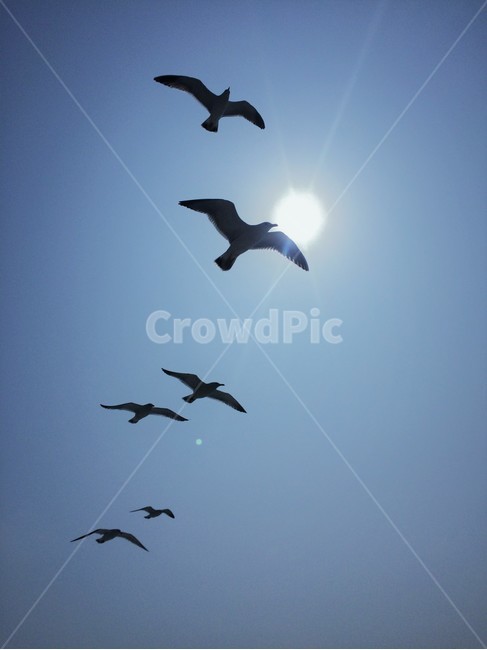 갈매기,하늘,파란하늘,바다,여름바다,동물,animal,조류,새,birds