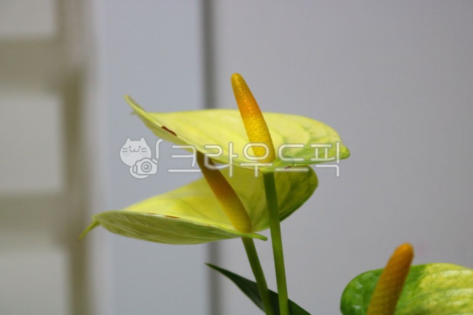 Cheonnam and,nature,air purifying plants,leaf,Anthurium flower,ornamental,foliage plant,flower,Anthurium,petal,leaves,plant,tropical plants