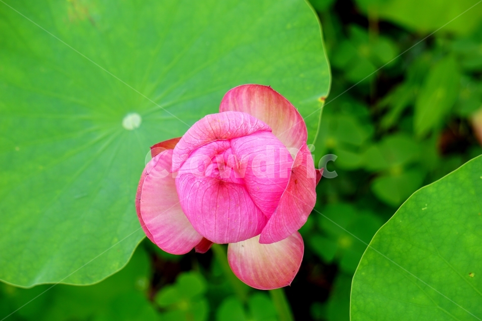연꽃,이미지,초록,봄,감성,식물,자연,plants,nature,꽃,flower