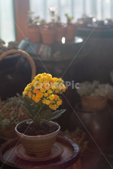 꽃,식물,자연,노랑,실내,plant,flower