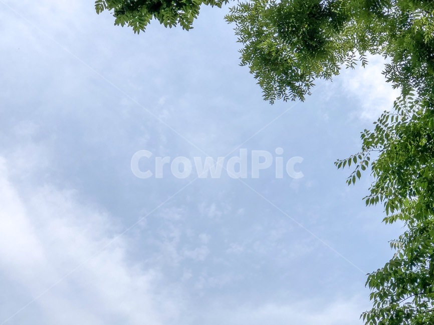 하늘,좋은날,맑은날,나무,푸르른,여유,나른한,자연,풍경,nature,landscape,tree,plant,식물