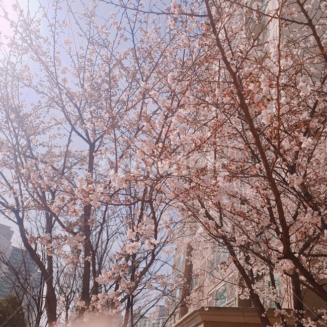 꽃,분홍,봄,감성,벚꽃