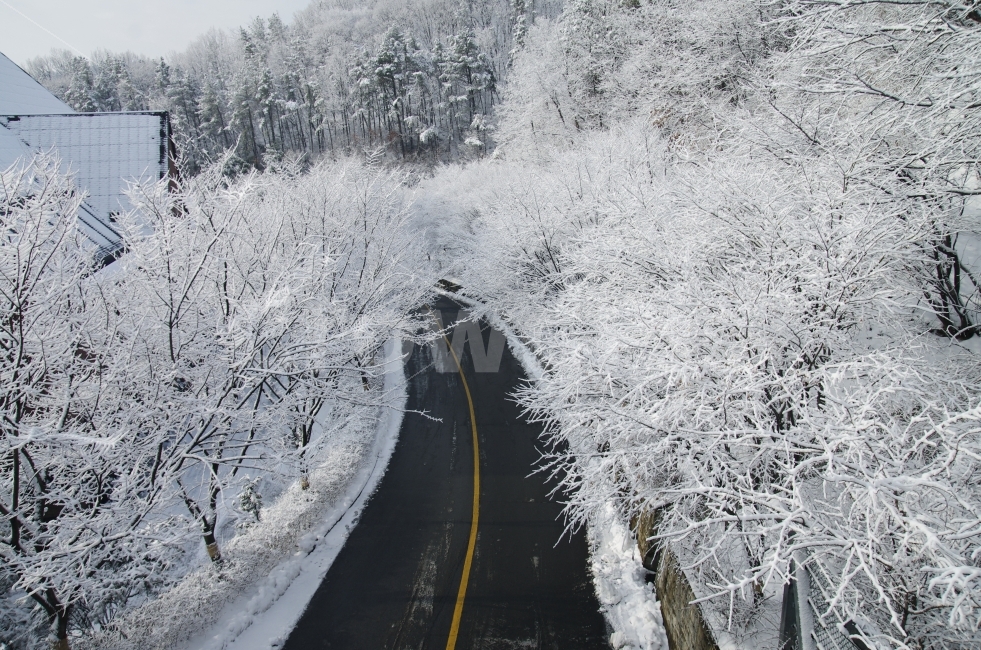 길,눈,설화,안성,사랑의교회수양관,겨울,계절,winter,season,자연,풍경,nature,landscape,교통,교통수단,traffic,transportation,road,도로,outdoors,옥외,ice,빙