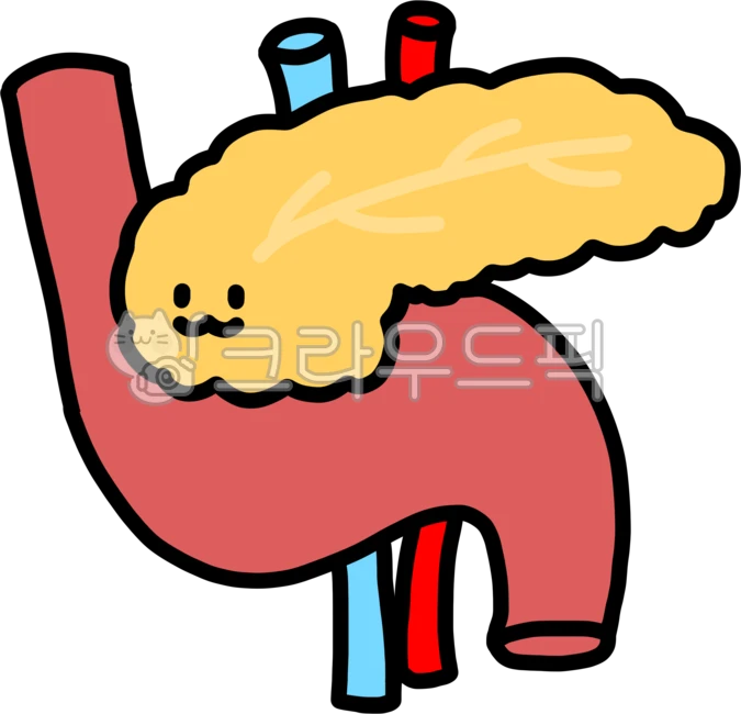 Pancreas, pancreas, duodenum, digestive system, endocrine system ...