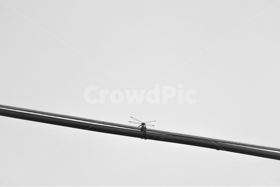 흑백,잠자리,전선,대각선,정적인,동물,animal,곤충,벌레,insect,bug,흑백,모노톤,monochrome,black and white
