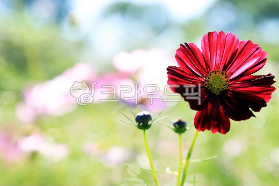 꽃,flower,예쁜,꽃잎,무늬,아름다운,들꽃,싱그러움,상큼한,코스모스,가을,하늘하늘,petal,blossom,plant,식물