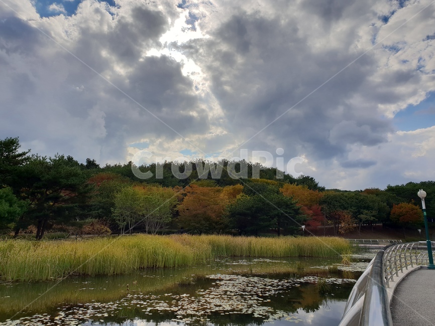 울산대공원,울산,호수,구름,나무,단풍,갈대,습지,하늘,ulsan,park,lake,cloud,sky