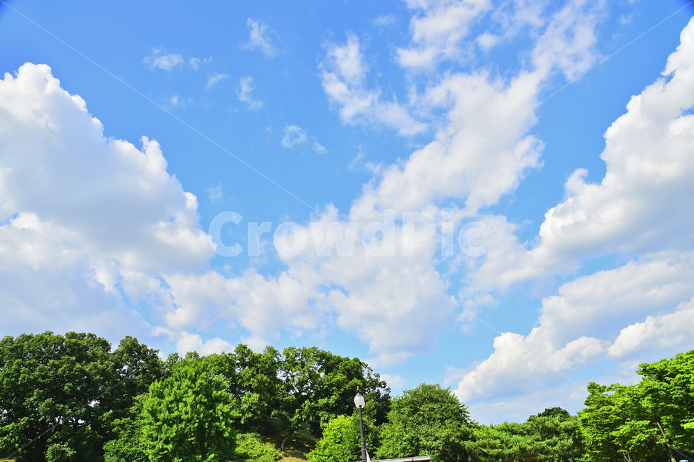하늘,구름,뭉게구름,청명,맑은날,숲,그린,초록,나무,forest,green,sky,clouds,배경,바탕,백그라운드,background,환경,대기