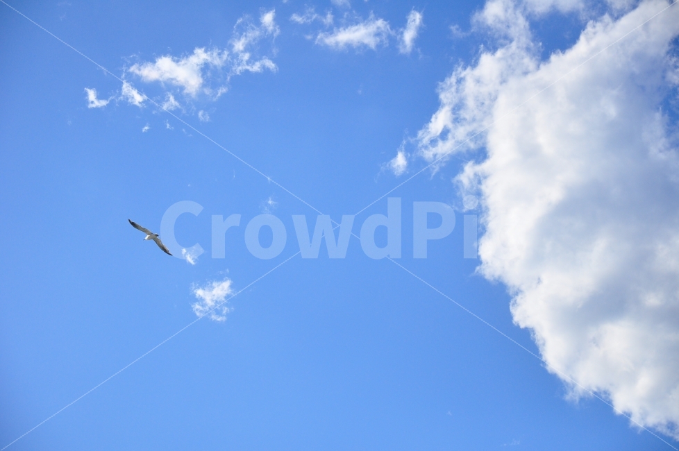 강릉,여행,안목해변,하늘,갈매기,구름,배경,새,바다,해변,trip,beach,sea,seagull,bird,sky,clouds,blue,자연,풍경,nature,landscape,동물,animal,조류,새,birds,leisure activities,레저 활동,adventure,모험,flying,나는