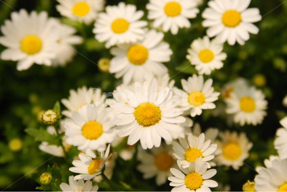봄,꽃,봄나들이,개망초,봄봄봄,식물,자연,plants,nature,꽃,flower