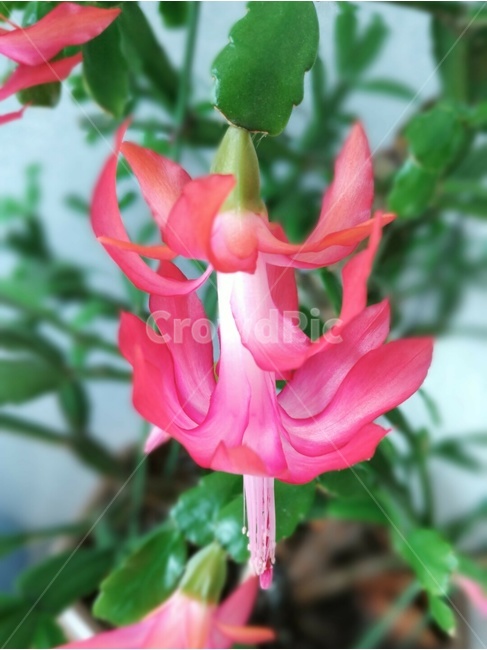 꽃,게발선인장,핑크,꽃핑크,선인장꽃,봄,계절,spring,season,식물,자연,plants,nature,꽃,flower,plant,blossom