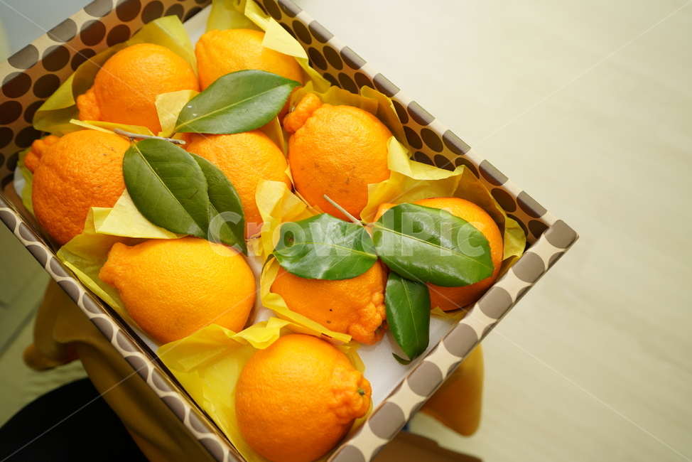 과일,한라봉,fruit,주황색,후식,food,컬러,orange,음식,감귤류과일,식물,음식,식재료,요리,food,cook,meal,dishes,food reserves,과일,열매,fruit