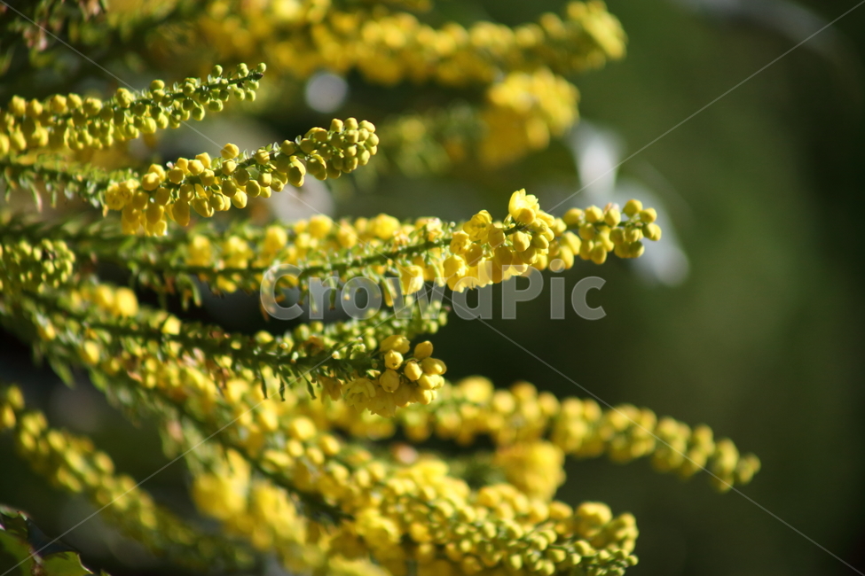 꽃,식물,노랑,plant,flower,식물,자연,plants,nature,꽃,flower
