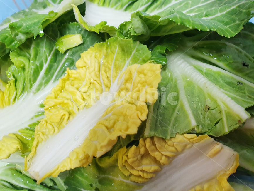봄동,식재료,봄배추,음식,food,음식,식재료,요리,food,cook,meal,dishes,food reserves