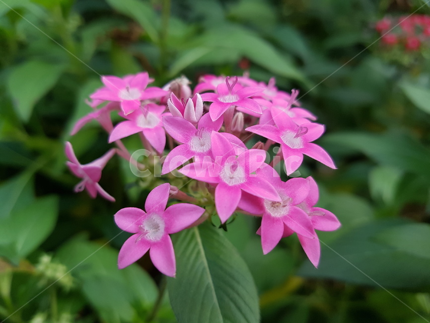 geranium,제라늄,blossom,flower,꽃,plant,식물