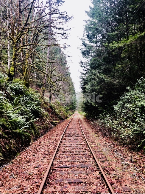 rail,레일,transportation,교통,traintrack,기찻길,railway,철도,plant,식물,tree,나무,gravel,자갈