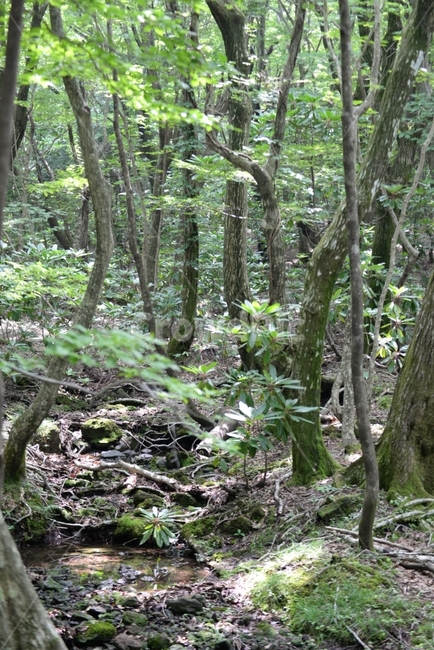 한라산,산,등산,고대,제주,제주도,국내여행,섬,여름,휴가,관광,여행,자연,휴식,여유,초록,색감,색체,풀숲,삼림,나무,들판,푸름,생명,landscape,travel,tour,domestic,island,vacation,jeju,korea,summer,field,nature,대한민국,식물,자연,plants,nature,나무,trees,wood